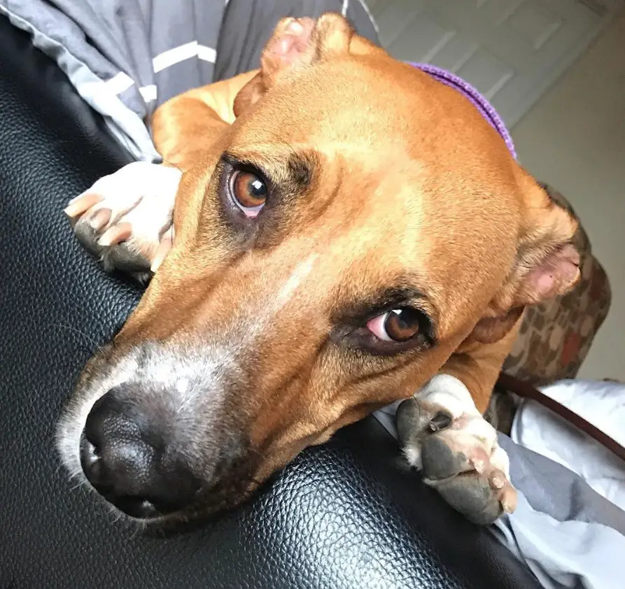 A Boxer Basset lying on the couch with its sad face