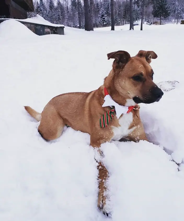 A Boxer Chow wearing a necktie collar lying in snow