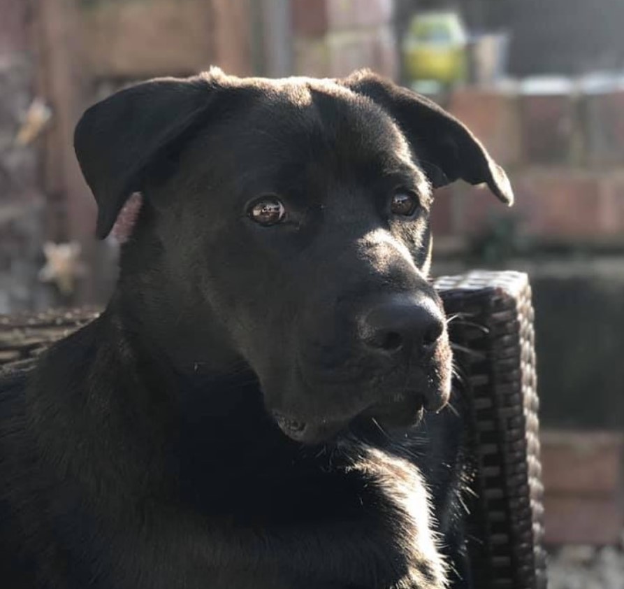 A Boxer Shepherd sitting on the chair outdoors under the sun