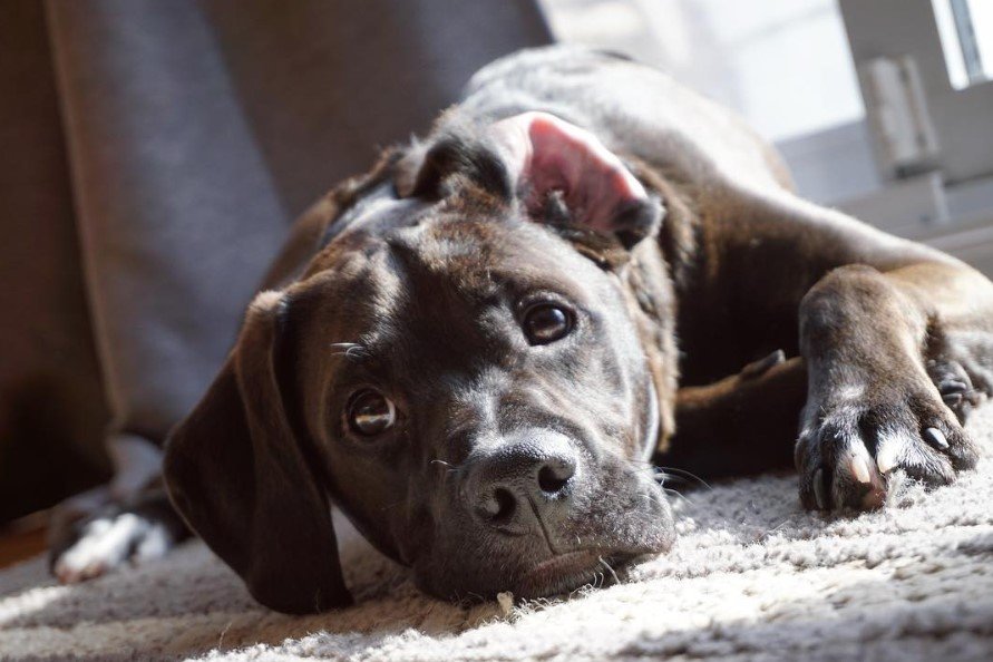 A Boxerdoodle lying on the carpet with sunlight on its back