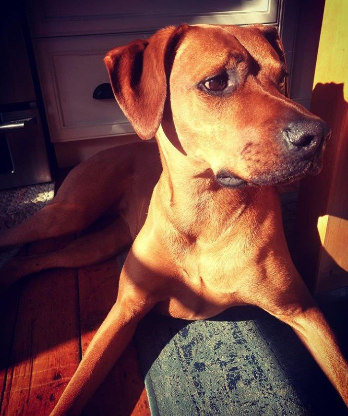 A Boxerman lying on the chair with golden sunlight on its face