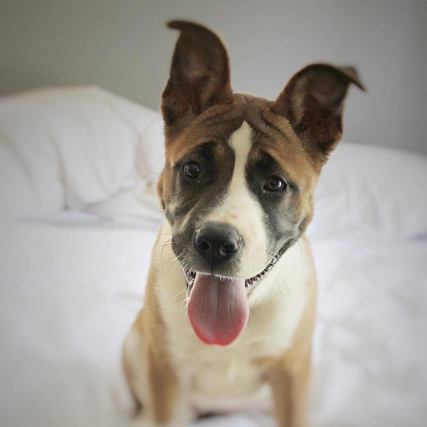 A Boxita sitting on the bed with its tongue out