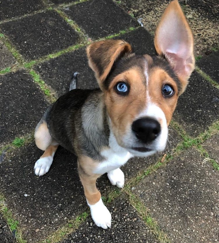A Boxsky sitting on the pavement with its one ear up