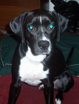 A Boxspring puppy sitting on the couch