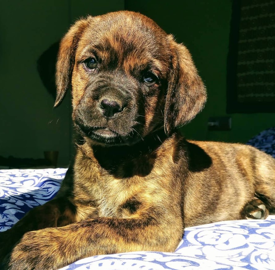A Boxweiler puppy lying on the bed with sunlight on its face and body