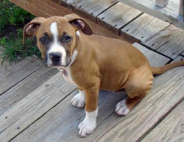 A Bull-Boxer puppy sitting on the wooden stairway