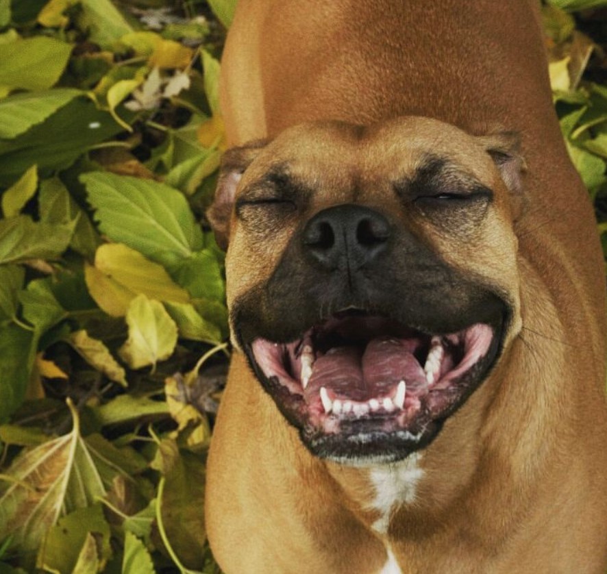 A smiling Bullboxer Pit standing in a pile of leaves