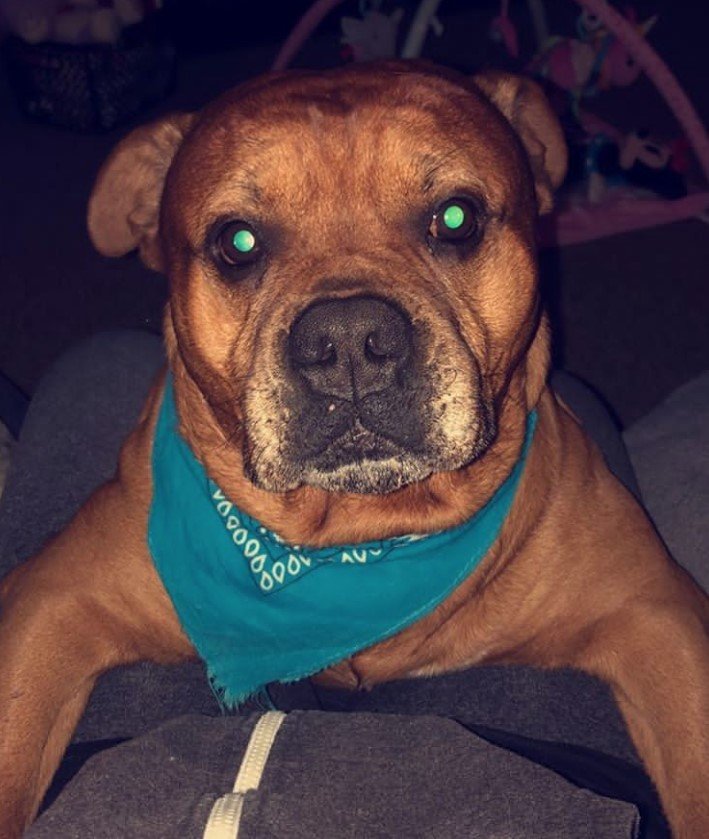 A Bullboxer Staff wearing a scarf while lying on the couch at night