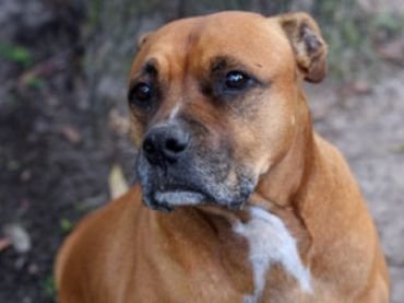 A Bullboxer Staffy Bull sitting on the ground