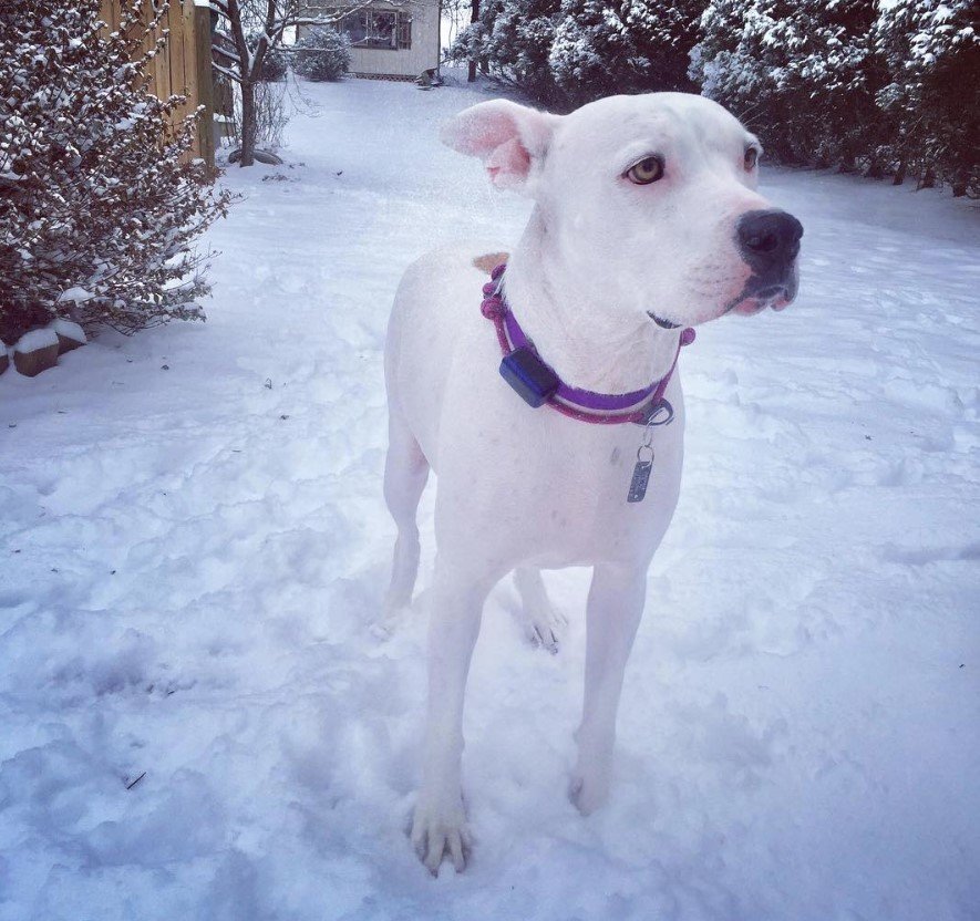 A white Bulloxer outdoors in snow