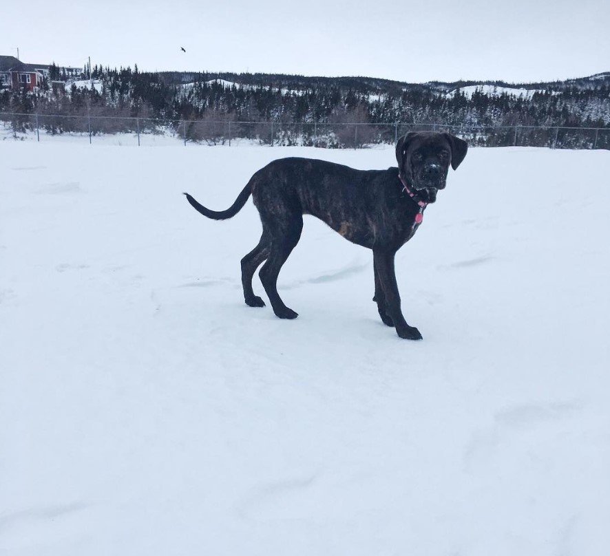 A Cane Corxer walking in snow