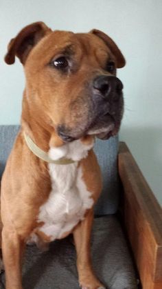 A Dogue de Boxer sitting on the couch