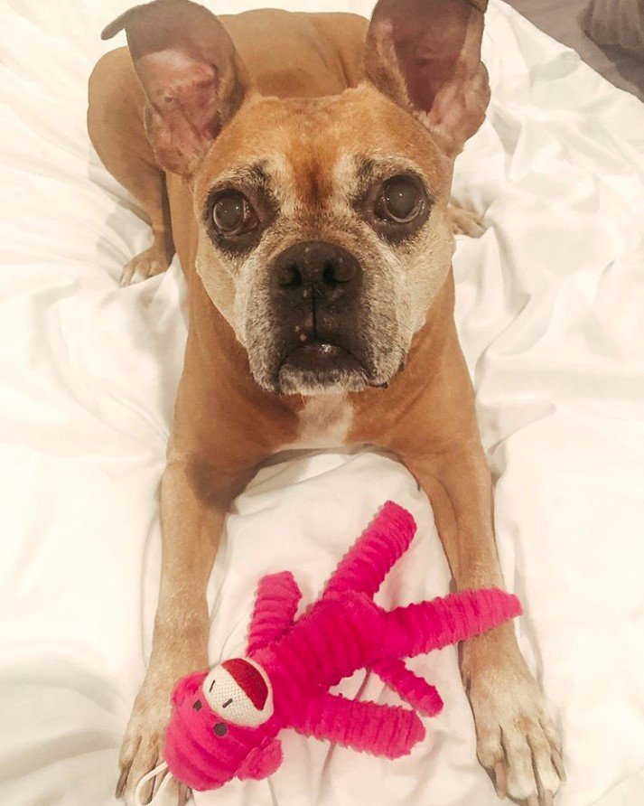 A French Bulloxer lying on the bed with its stuffed toy