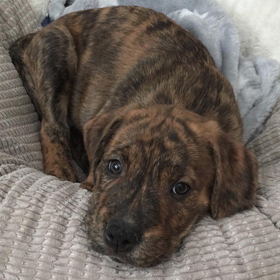 A Golden Boxer puppy lying on the bed with its adorable face