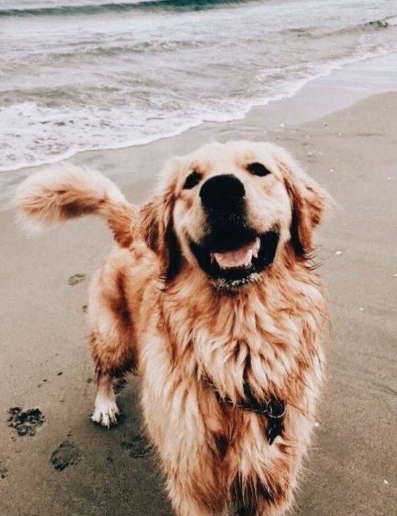 70 Hawaiian Female Dog Names The Paws