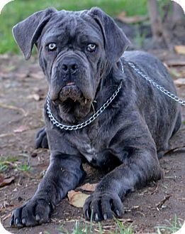 A Neapolitan Boxer puppy lying on the ground