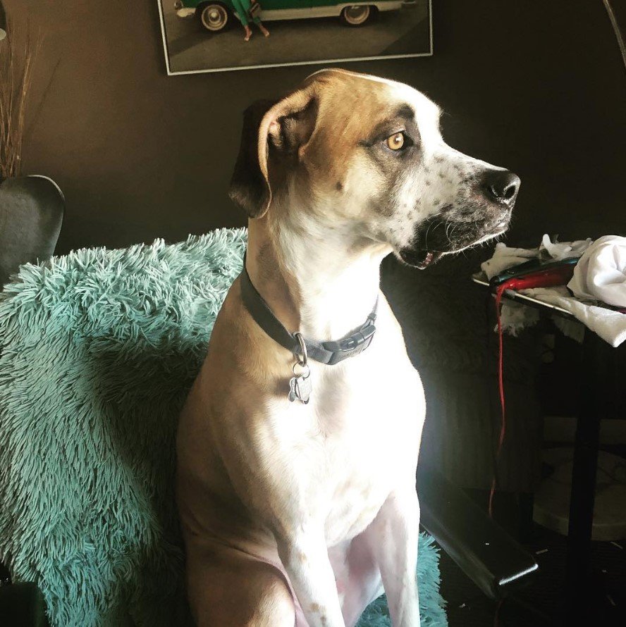 A Rhodesian Boxer sitting on the chair while looking sideways