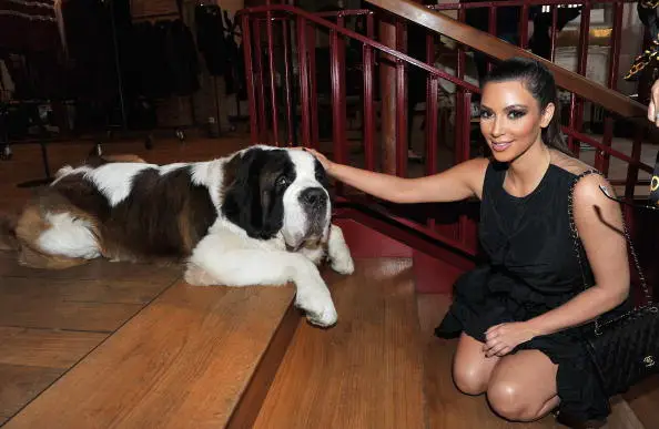 Kim Kardashian kneeling on the stairs while petting her St. Bernard Dog across her.