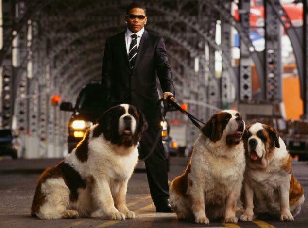 Rapper Nelly standing on the road with his three St. Bernard Dogs