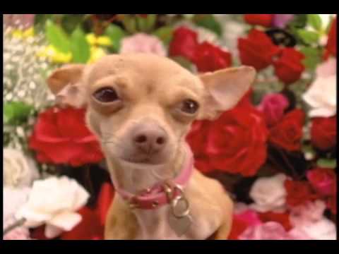 Dinky the Chihuahua in the flowers