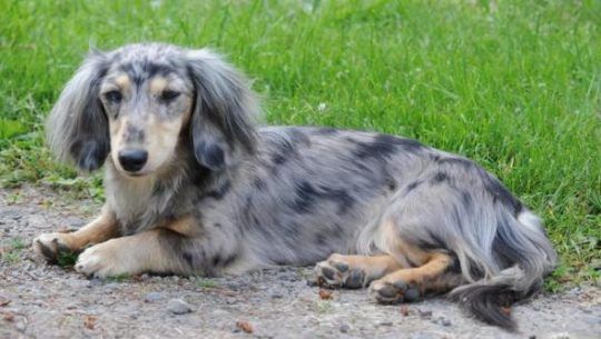 dachshund dog with unique coat pattern