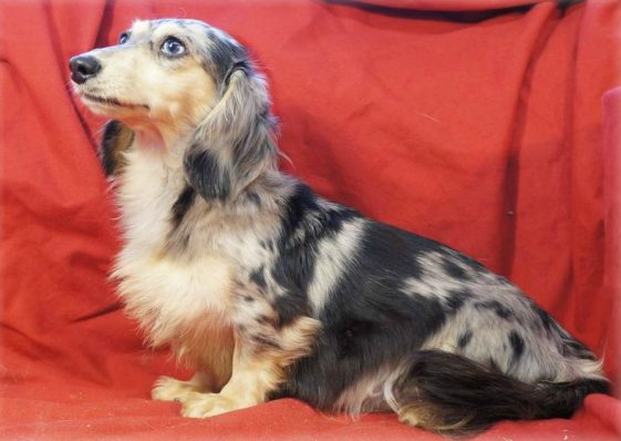 dachshund dog with unique coat pattern