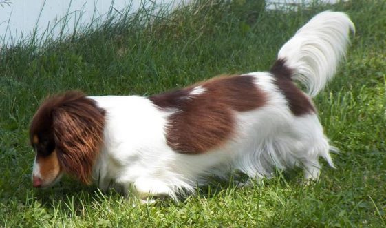 21 Dachshunds With The Most Beautiful Coat Patterns. The Last One… WOW. - The Paws 21 Dachshunds With The Most Beautiful Coat Patterns. The Last One… Wow. - The Paws