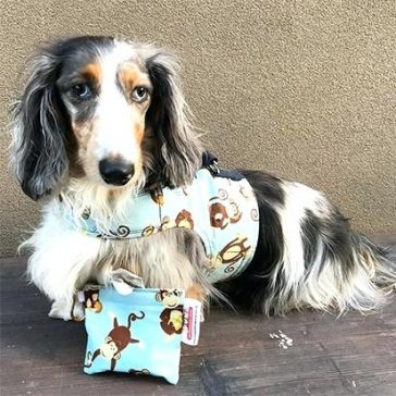 dachshund dog with unique coat pattern