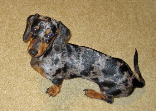 dachshund dog with unique coat pattern