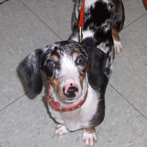 dachshund dog with unique coat pattern