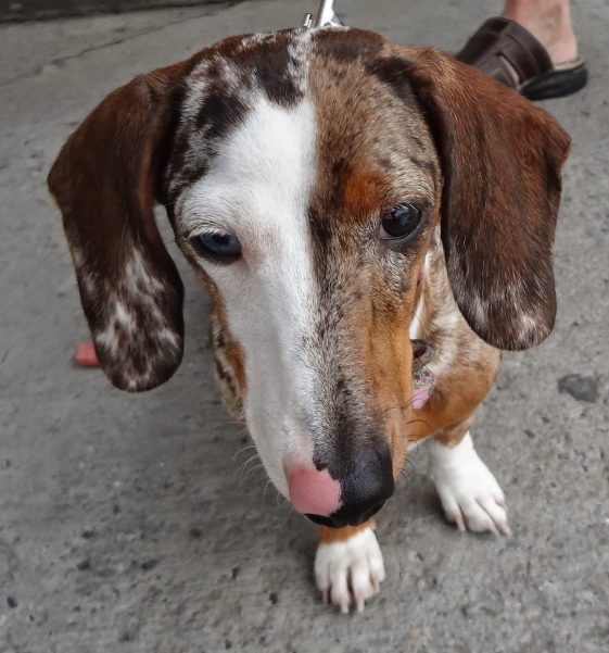 dachshund dog with unique coat pattern