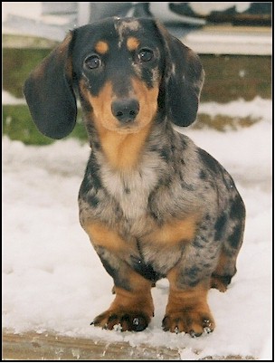 dachshund dog with unique coat patter in the snow