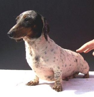 dachshund dog with unique coat pattern