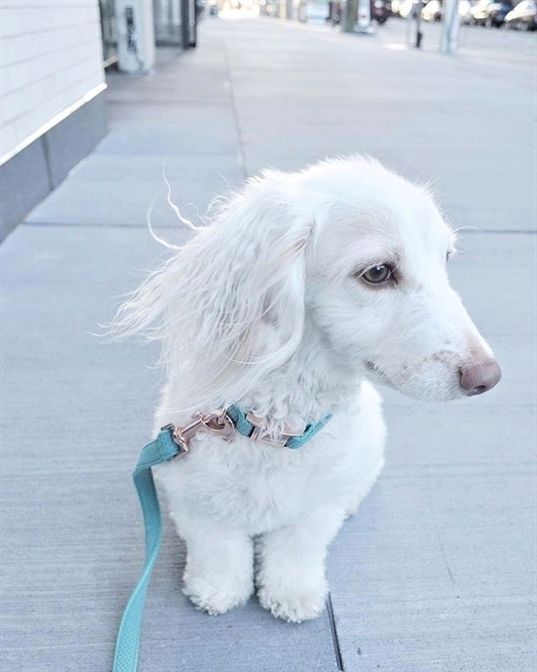 dachshund dog white beautiful white coat