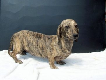 dachshund dog with unique coat pattern