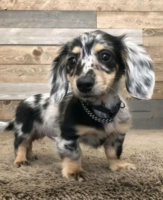 dachshund puppy with unique coat pattern