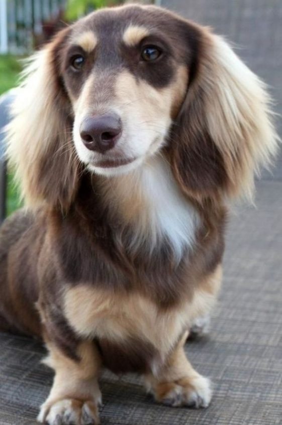 dachshund dog with unique coat pattern