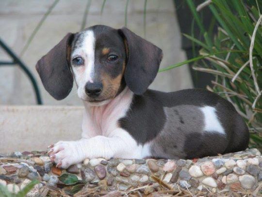 dachshund dog with unique coat pattern