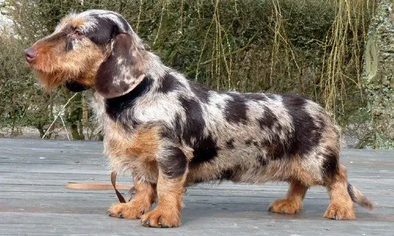 dachshund dog with unique coat pattern