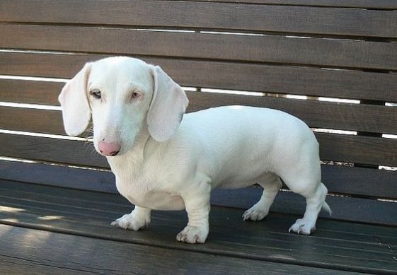 white dachshund dog in the bench