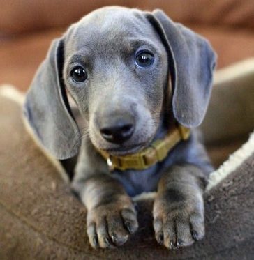 gray dachshund dog