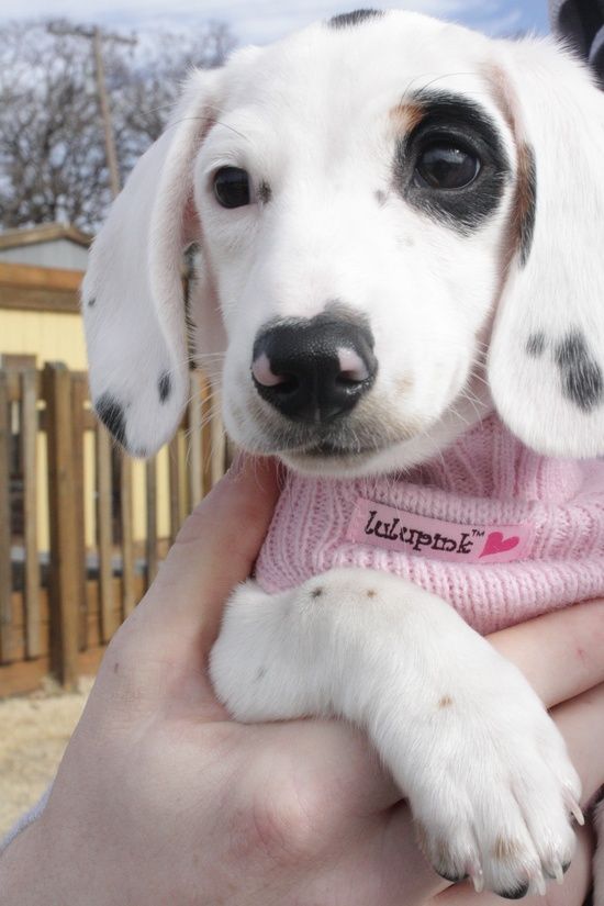 dachshund dog with unique coat pattern