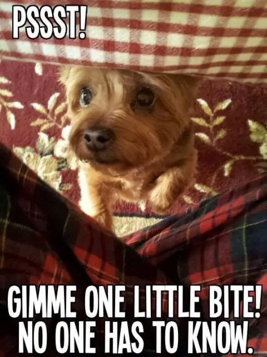 Yorkshire Terrier standing up under the table with its begging face photo with a text 