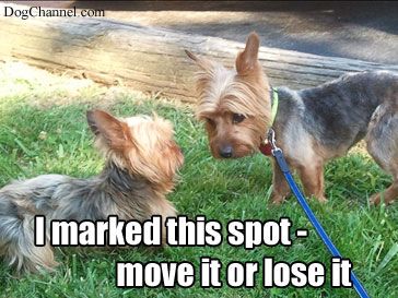 Yorkshire Terrier looking at a Yorkshire Terrier lying down on the green grass photo with a text 