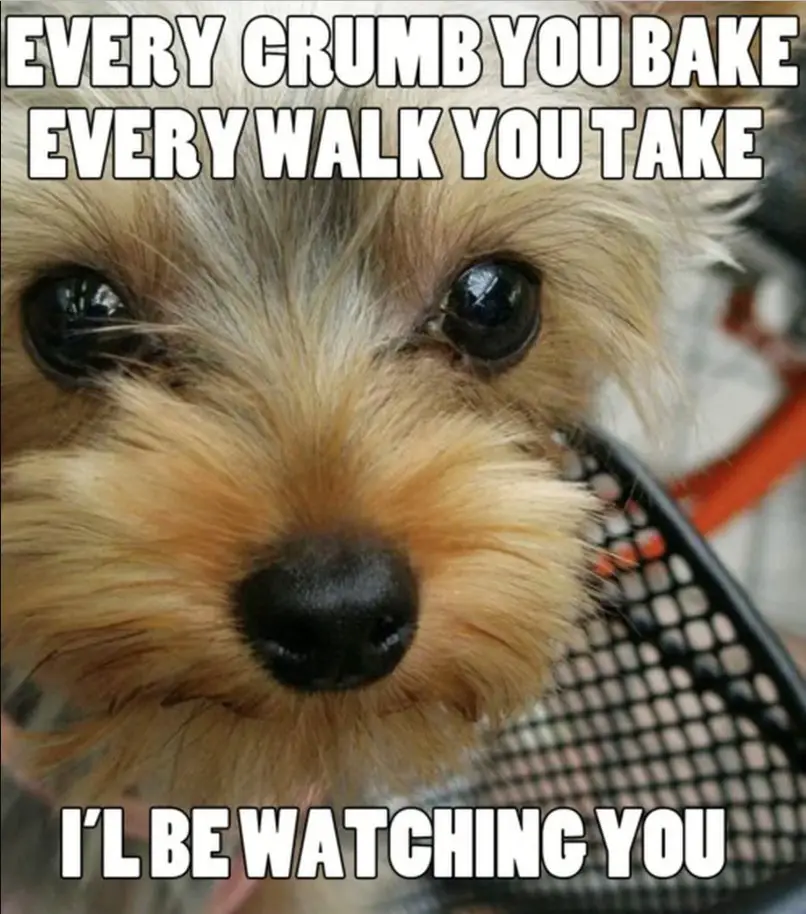 Yorkshire Terrier staring with its begging face photo with a text 