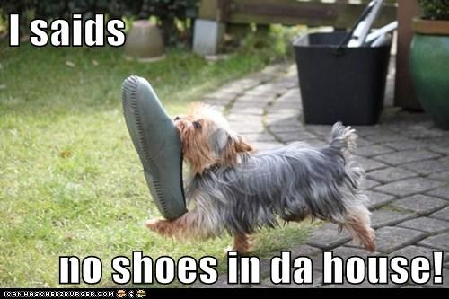 Yorkshire Terrier walking while holding a shoe in its mouth in the garden photo with a text 