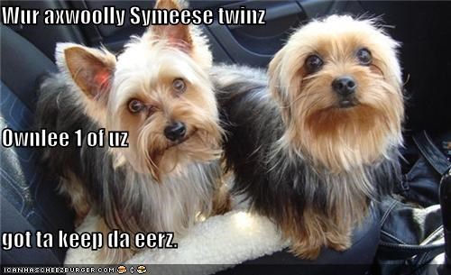 two Yorkshire Terriers inside the car photo with a text 
