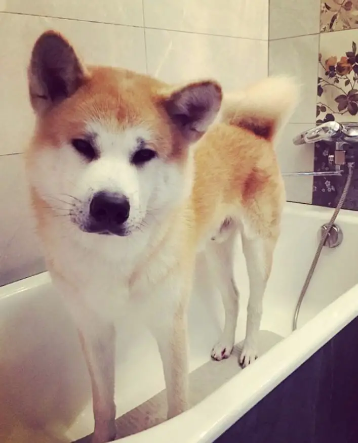 Akita Inu standing inside the bathtub