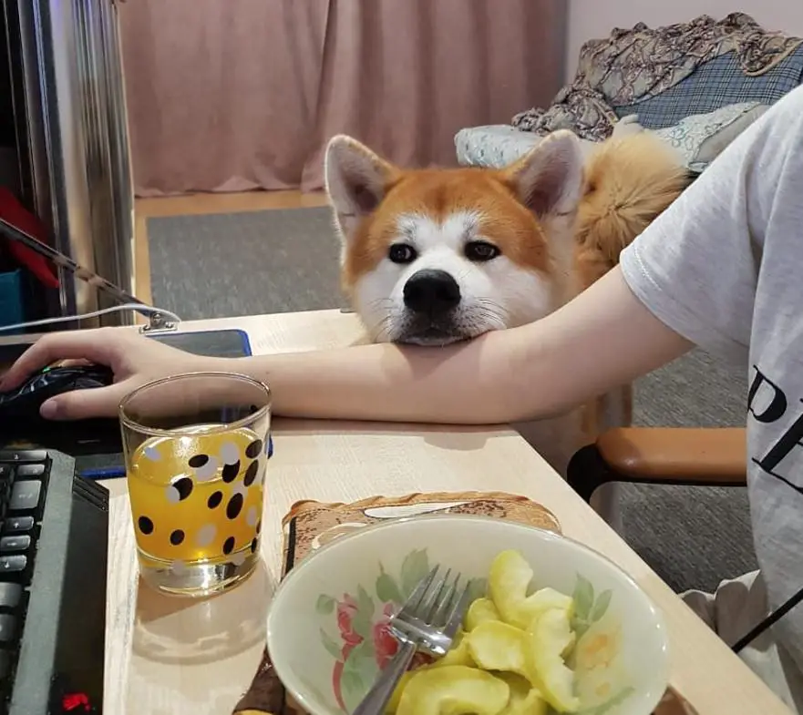 begging face of Akita Inu on the arms of a woman working on her computer with a food in her table