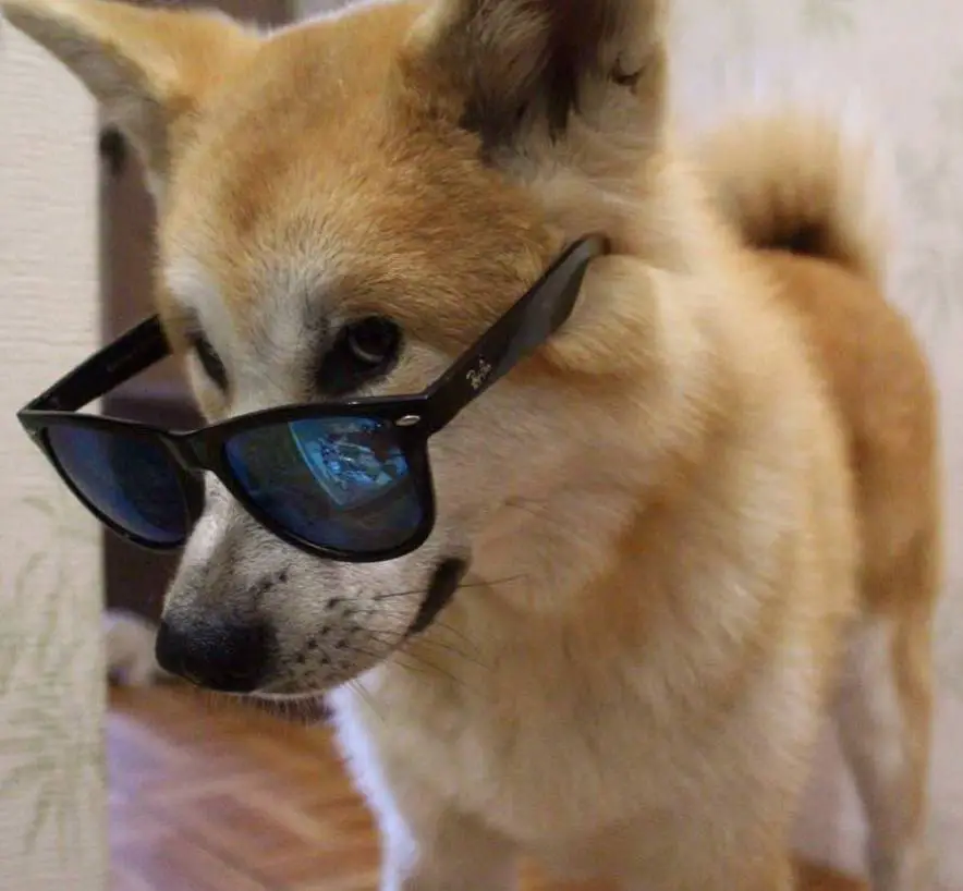 Akita Inu wearing sunglasses while standing on the floor